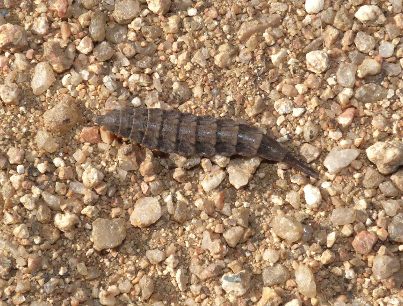 Larva di Stratiomidae?